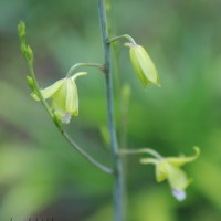 Eulophia epidendraea (J.Koenig ex Retz.) C.E.C.Fisch.